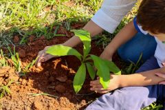 Plantio-Dia-da-Arvore_Lins-12